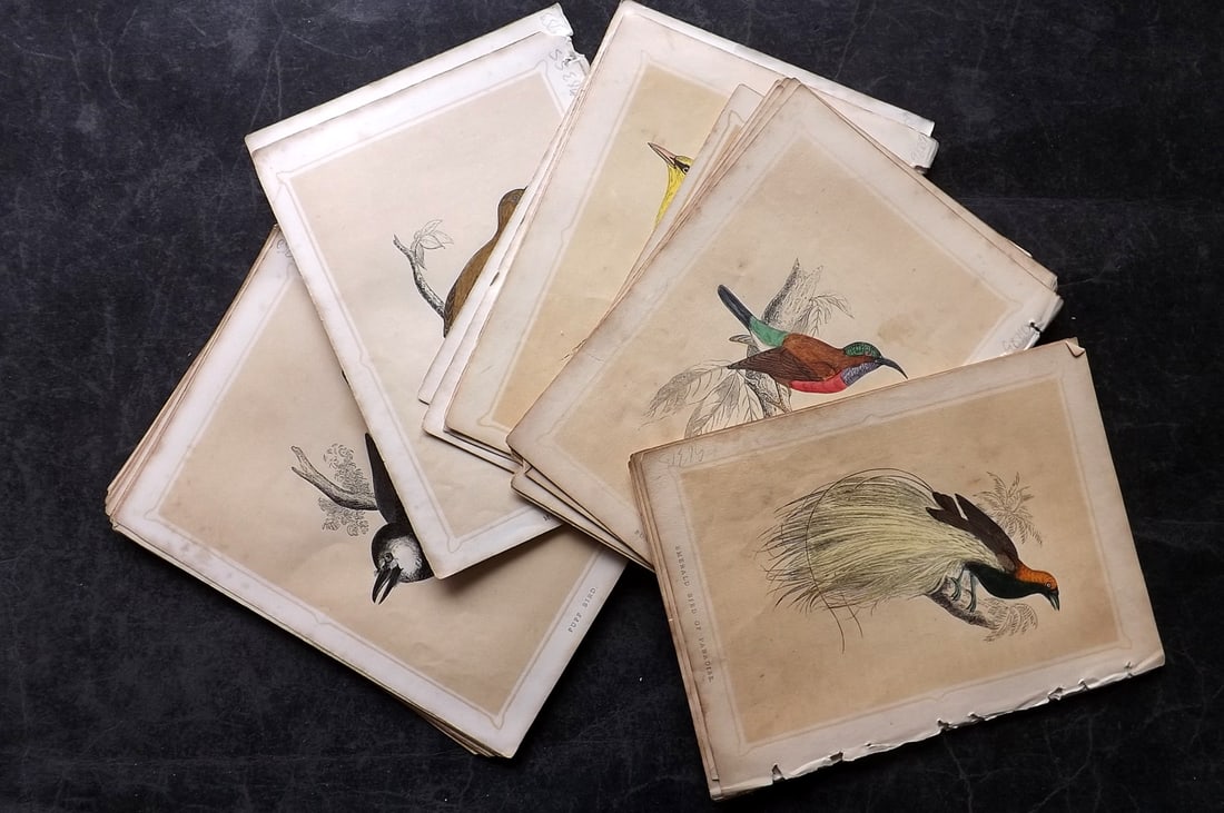 Morris, Francis 1852 Lot of 38 Antique Bird Prints: Incl Parrot/Cockatoo, Bird of Paradise, Hummingbirds, Australia Natives and others. Colour Printed Woodblock Published 1852, London for "Book of Natural History" by The Rev. Francis Morris Orpen. Some