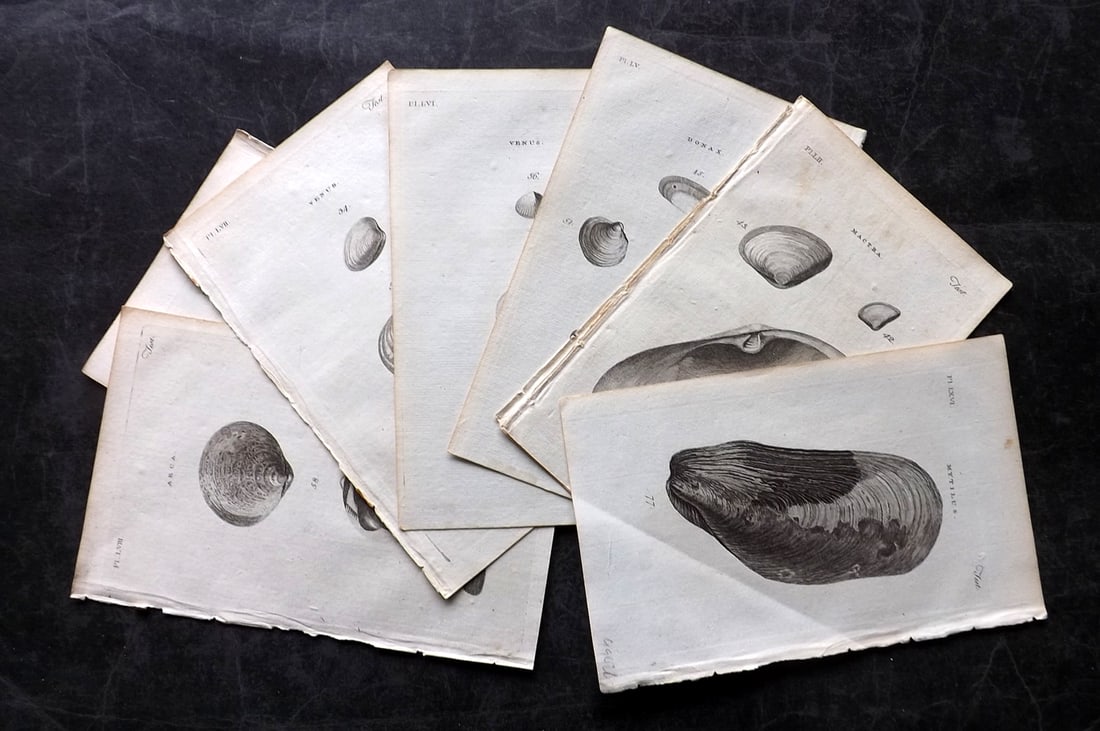 Pennant, Thomas 1776 Lot of 10 Antique Shell Prints: Copper Plates Published 1776-77, London for "British Zoology" by Thomas Pennant. Paper Size: 8 x 5 inch (21 x 13cm) A few with minor toning. Good Condition