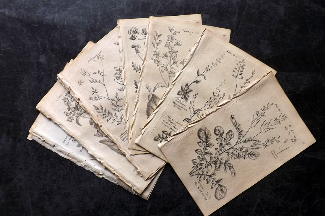 Hill & Culpeper 1802 Lot of 16 Antique Botanical Prints (1 of 4)