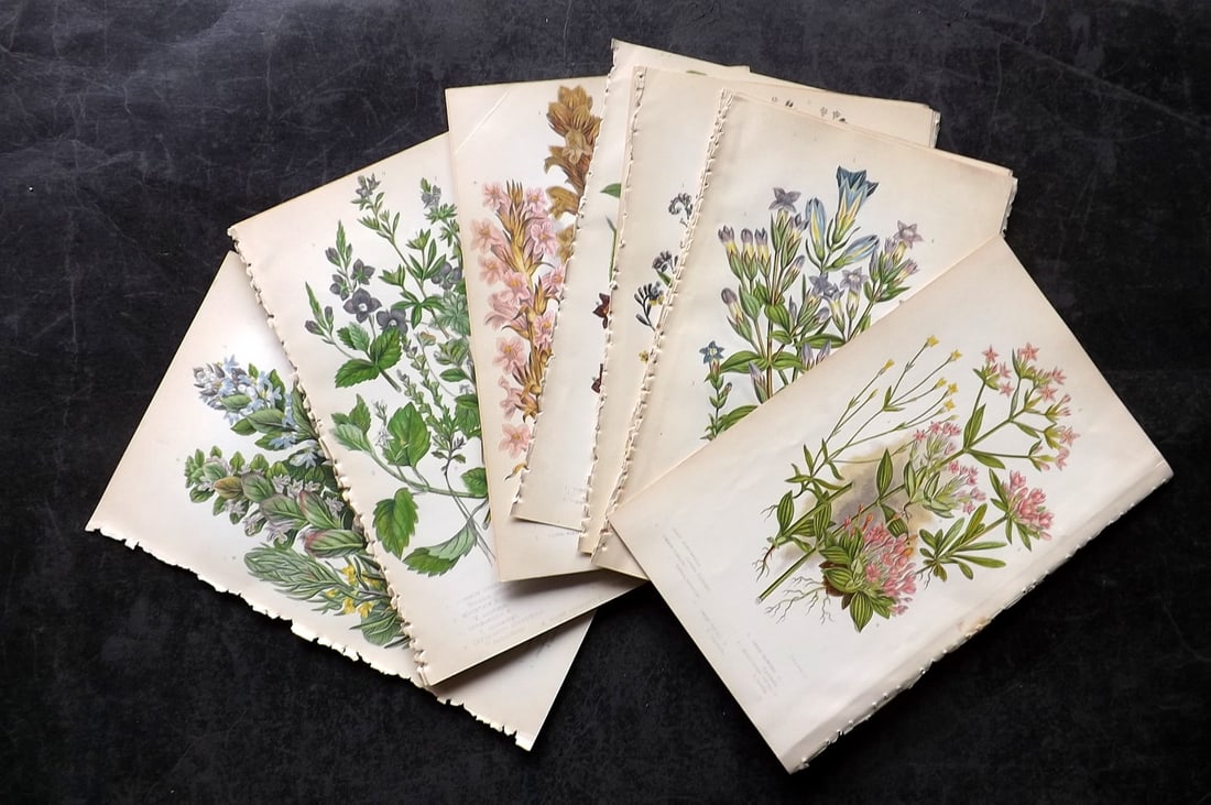 Pratt, Anne 1855 Lot of 25 Antique Botanical Prints. First Edition: Colour Printed Woodblocks Published 1855, London for "The Flowering Plants and Ferns of Great Britain" First Edition by Anne Pratt. Paper Size: 8.5 x 5.5 inch (22 x 14cm) Slightly tight margins as bou