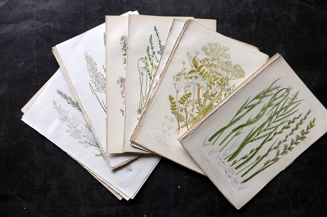 Pratt, Anne 1889 Lot of 27 Antique Botanical Prints: Chromolithographs Published 1889, London for "The Flowering Plants and Ferns of Great Britain" by Anne Pratt. Paper Size: 9.5 x 6 inch (24 x 16cm) Minor margin toning in parts. Good Condition