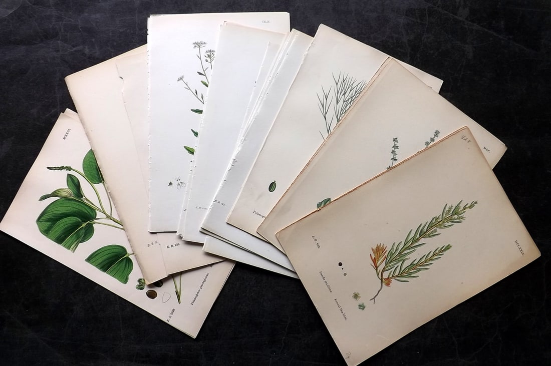 Sowerby, James 19th Cent. Lot of 30 Hand Col Botanical Prints (1 of 5)