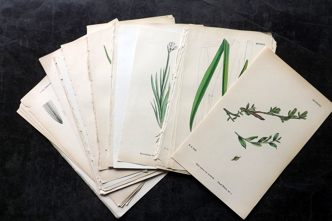 Sowerby, James 19th Cent. Lot of 30 Hand Col Botanical Prints (1 of 5)