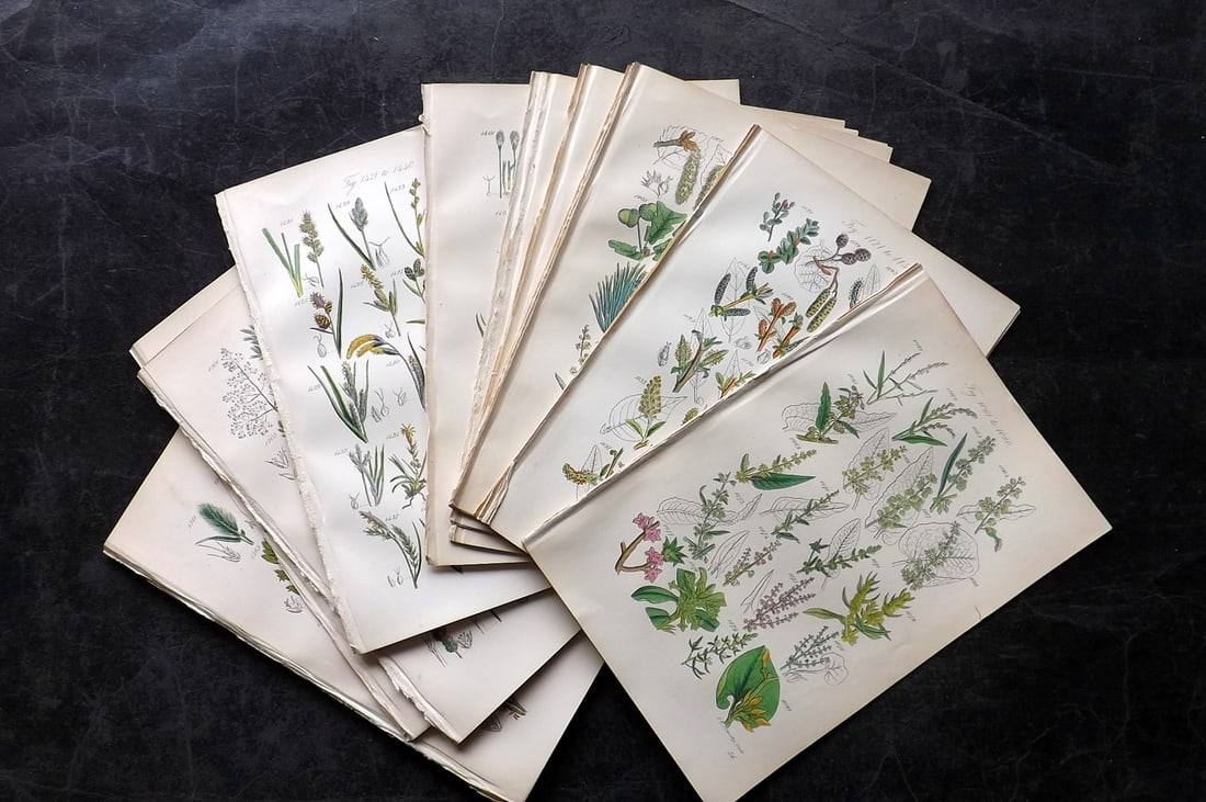 Sowerby & Johnson 1876 Lot of 36 Hand Col Botanical Prints (1 of 7)