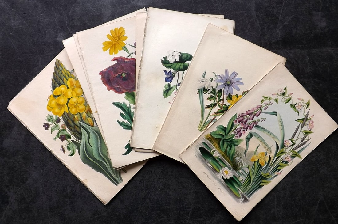 Twamley, Louisa 1839 Lot of 11 Hand Col Botanical Prints (1 of 4)