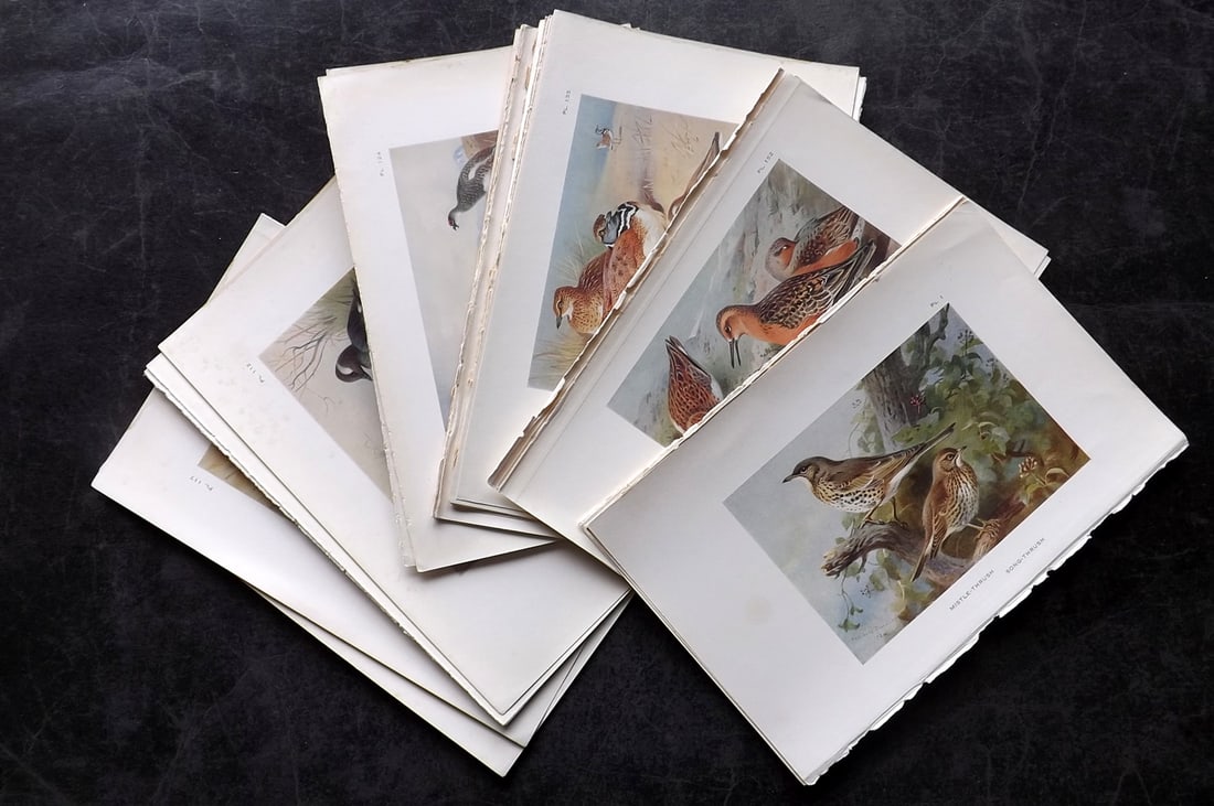 Thorburn, Archibald 1925 Lot of 24 Vintage Bird Prints. Book Plates: Vintage Offset Lithograph Published 1925-26, London for "British Birds" by Archibald Thorburn. Paper Size: 8.5 x 5.5 inch (22 x 14cm) Very minor margin toning in parts. Good Condition