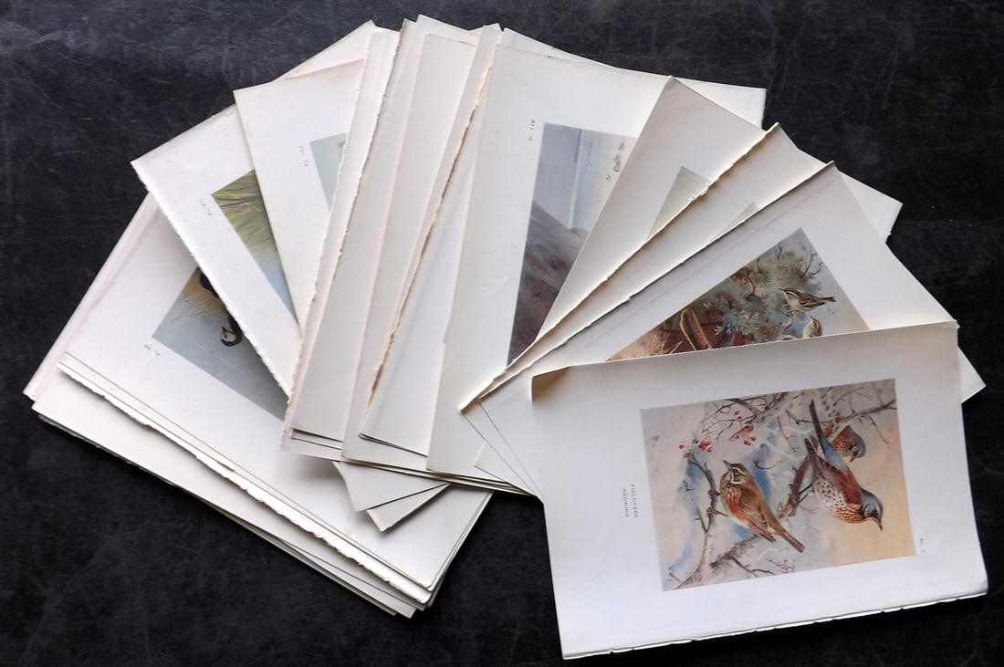 Thorburn, Archibald 1925 Lot of 26 Vintage Bird Prints. Book Plates: Vintage Offset Lithograph Published 1925-26, London for "British Birds" by Archibald Thorburn. Paper Size: 8.5 x 5.5 inch (22 x 14cm) Very minor margin toning in parts. Good Condition