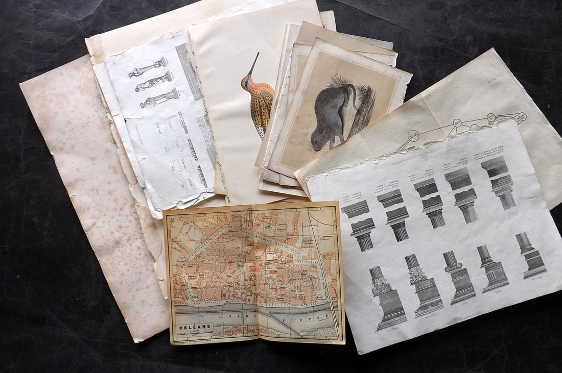 Mixed Prints & Charts 19th Cent. Lot of 40: Lot of approx 30 Engravings and Lithos, plus approx 10 Charts (Mostly Dog Genealogy related) Incl Natural History, Birds, Botanical, Architecture, Ethnic etc. Paper Size: Up to 13.5 x 11 inch (34 x 28