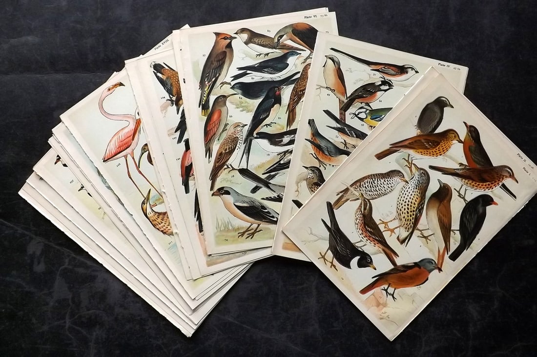 Gordon, W. J. C1900 Lot of 28 Antique Bird Prints: Chromolithographs Published C1900, London for the "Our Country's" Series by W. J. Gordon. Paper Size: 7.5 x 5 inch (19 x 13cm) Good Condition