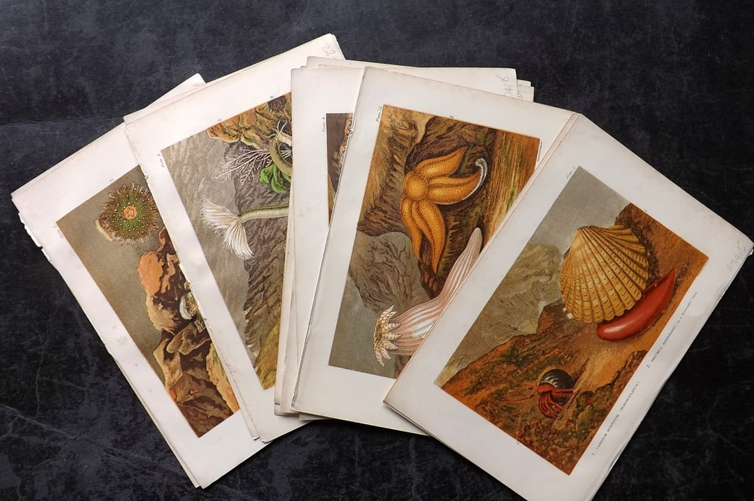 Kingsley, Charles 1905 Lot of 11 Sea Life Prints. Anemones etc (1 of 3)