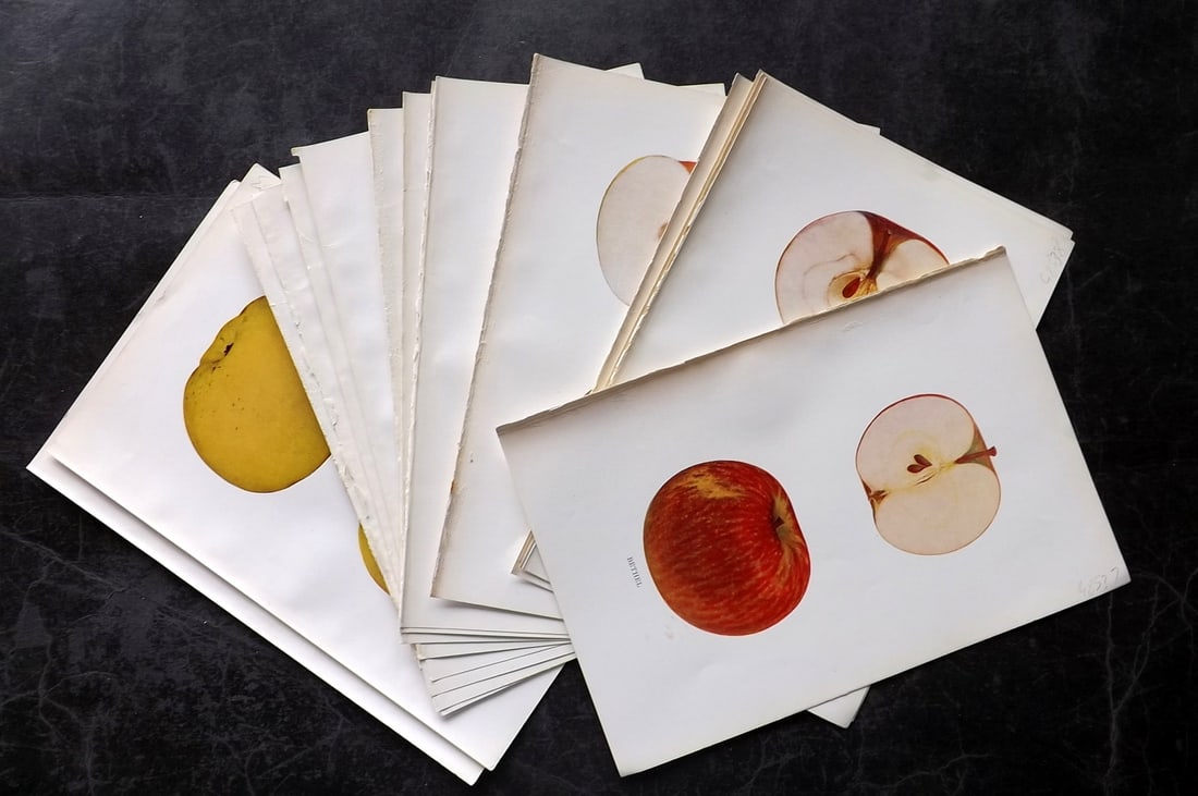 Beach, S A. 1905 Lot of 16 Fruit Prints. Apples of New York (1 of 4)