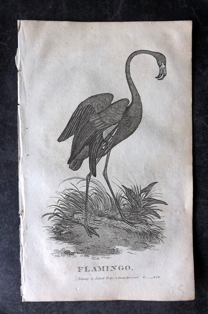 Goldsmith, Oliver C1815 Bird Print. Flamingo (1 of 1)