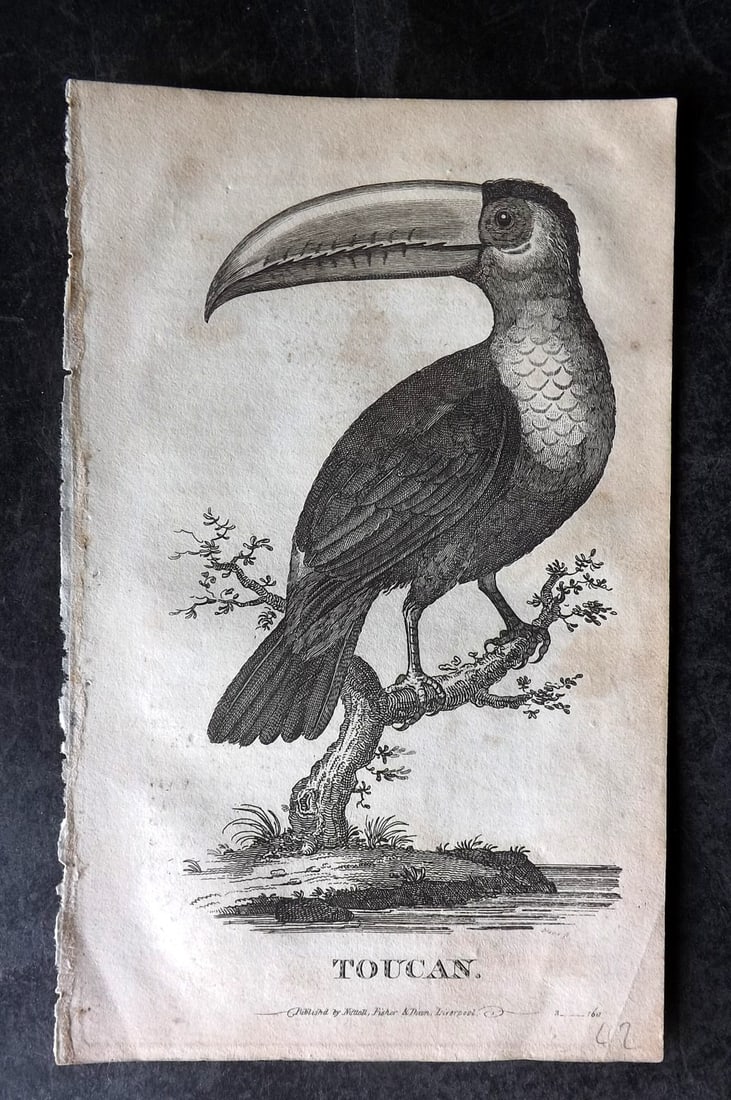 Goldsmith, Oliver C1815 Bird Print. Toucan: Copper Plate Published C1815, Liverpool for "A History of the Earth and Animated Nature" by Oliver Goldsmith. Paper Size: 8 x 5 inch (21 x 13cm) Toning present, otherwise fine
