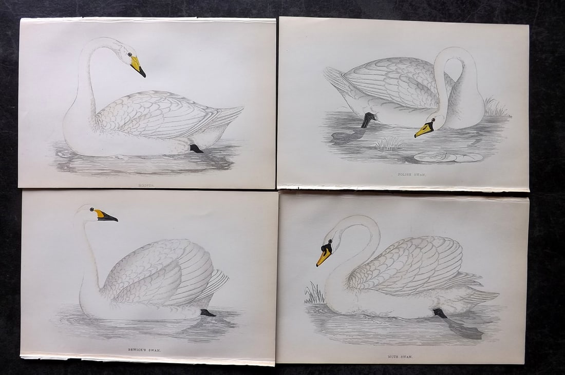 Morris, Francis 1867 Lot of 4 Hand Col Bird Prints. Swans (1 of 2)