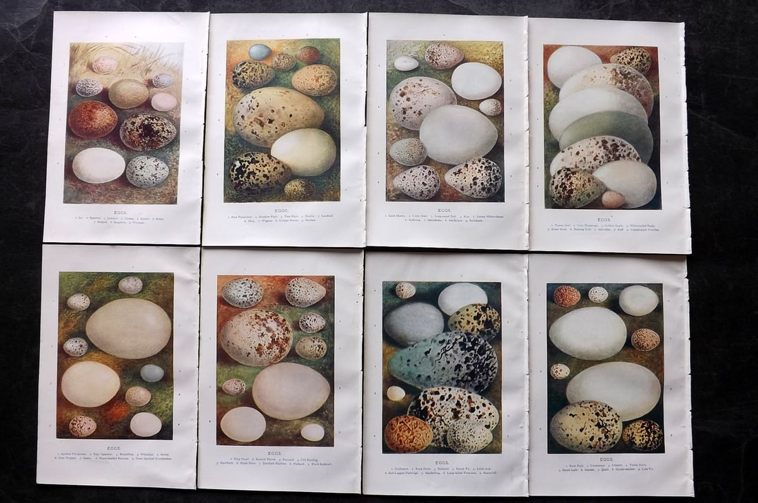 Swaysland, Walter 1903 Lot of 8 Antique Bird Egg Prints: Offset Lithographs Published 1903, London for "Familiar Wild Birds" by Walter Swaysland. Illustrated by Archibald Thorburn and others. Paper Size: 7.5 x 5 inch (19 x 13cm) Good Condition