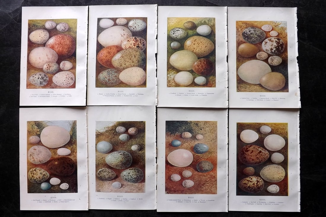 Swaysland, Walter 1903 Lot of 8 Antique Bird Egg Prints: Offset Lithographs Published 1903, London for "Familiar Wild Birds" by Walter Swaysland. Illustrated by Archibald Thorburn and others. Paper Size: 7.5 x 5 inch (19 x 13cm) Good Condition