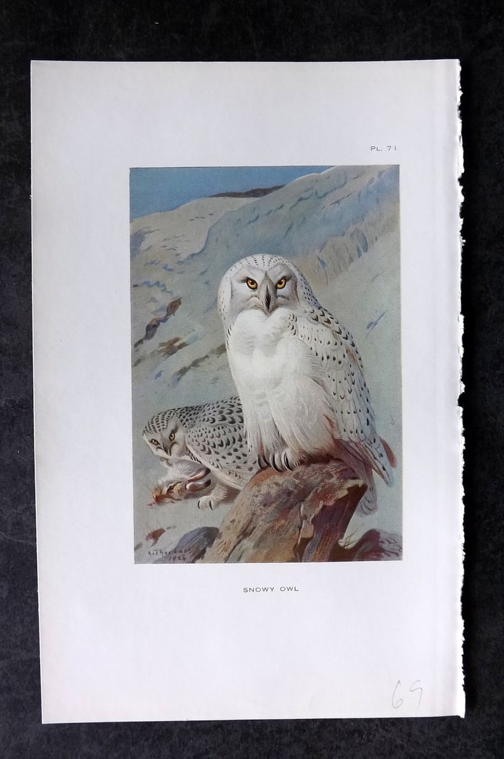 Thorburn, Archibald 1925 Bird Print. Snowy Owl 71: Vintage Offset Lithograph Published 1925-26, London for "British Birds" by Archibald Thorburn. Paper Size: 8.5 x 5.5 inch (22 x 14cm) Good Condition