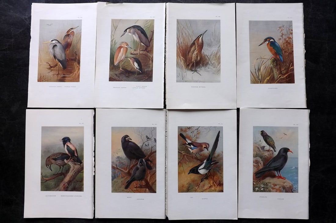 Thorburn, Archibald 1925 Lot of 8 Vintage Bird Prints: Vintage Offset Lithograph Published 1925-26, London for "British Birds" by Archibald Thorburn. Paper Size: 8.5 x 5.5 inch (22 x 14cm) Good Condition