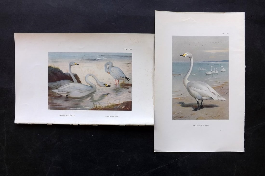 Thorburn, Archibald 1925 Pair of Bird Prints. Swans: Vintage Offset Lithograph Published 1925-26, London for "British Birds" by Archibald Thorburn. Paper Size: 8.5 x 5.5 inch (22 x 14cm) Minor toning on one, otherwise Good Condition