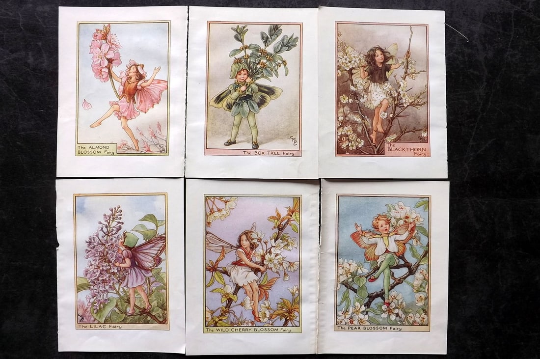 Barker, Cicely Mary C1940 Lot of 6 Flower-Fairy Prints - Tree: Tree Fairies. Lithographs Published C1935-45 by Blackie & Son, London & Glasgow for the "Flower-Fairies" Series by Cicely Mary Barker. Reverse side blank. Paper Size: 5.5 x 4 inch (14 x 10cm) Good Con