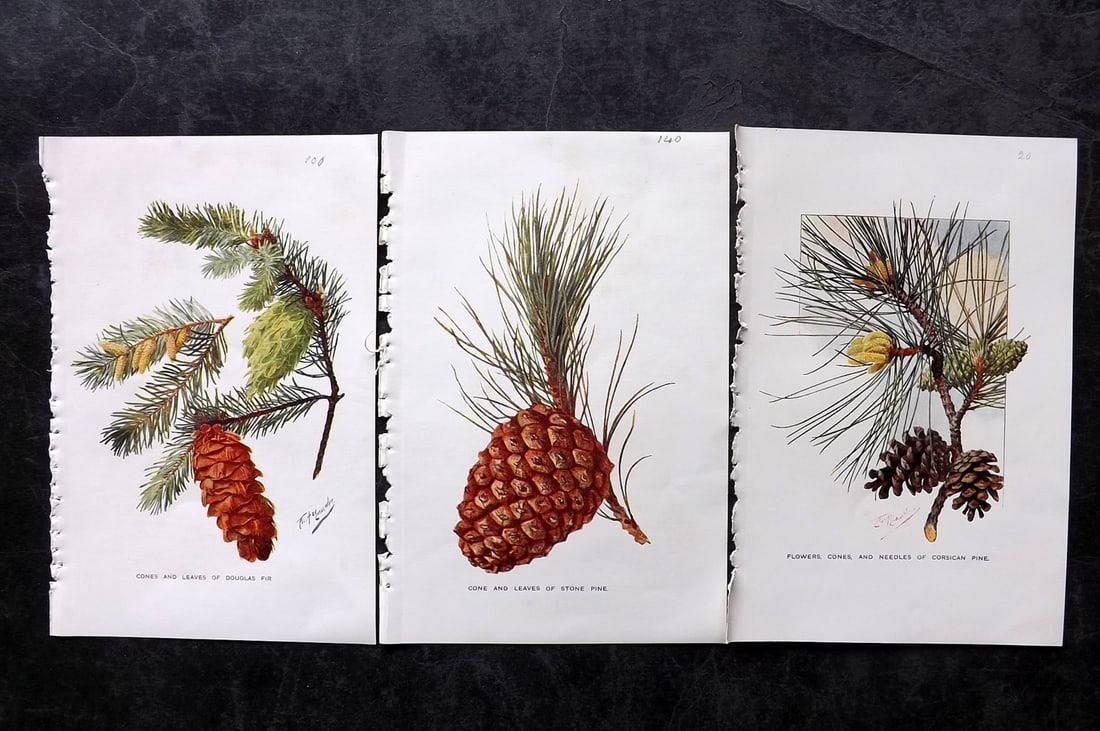 Boulger, George 1907 Lot of 3 Pine Cone Prints (1 of 2)