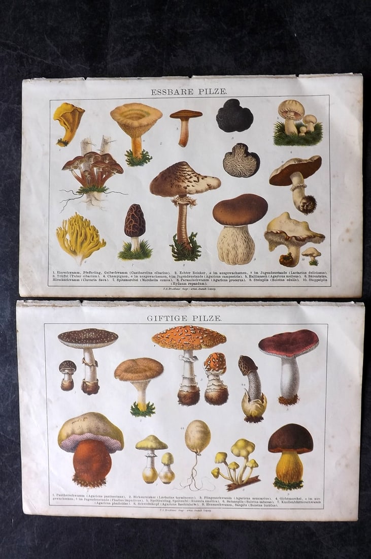 Brockhaus (Pub) 1880's Pair of Mushroom Fungi Prints (1 of 2)