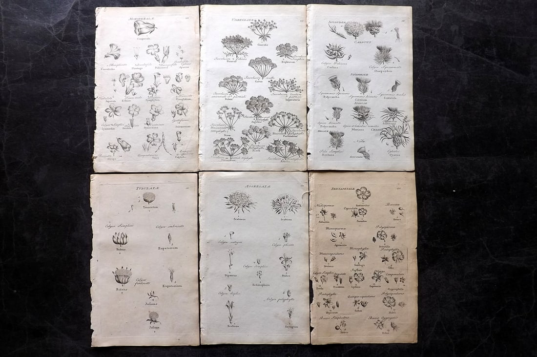 Hill & Culpeper 1802 Lot of 6 Antique Botanical Prints: Copper Plates Published 1802, London for "Culpeper's English Family Physician" by Nicholas Culpeper, Joshua Hamilton and William Saunders. Illustrations from John Hill's Vegetable System. Paper Size: 