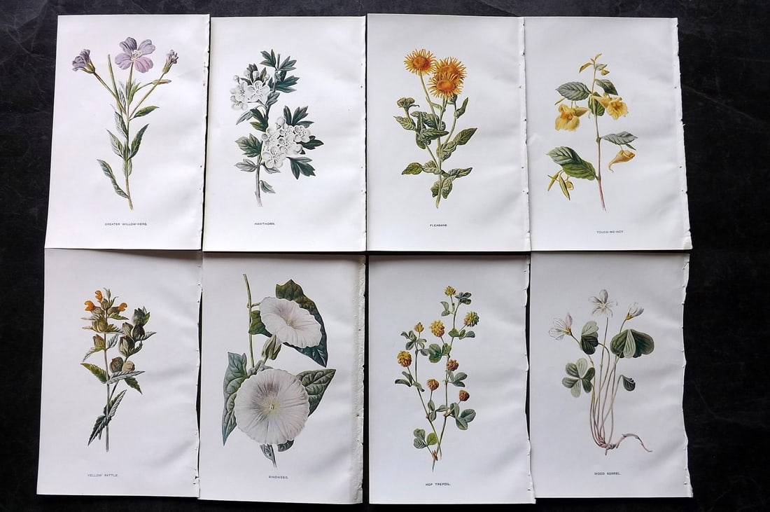 Hulme, Edward C1900 Lot of 8 Botanical Prints. Wild Flowers: Offset Lithographs Published C1900, London for "Familiar Wild Flowers" by F. Edward Hulme & Shirley Hibberd. Paper Size: 7.5 x 5 inch (19 x 13cm) Good Condition