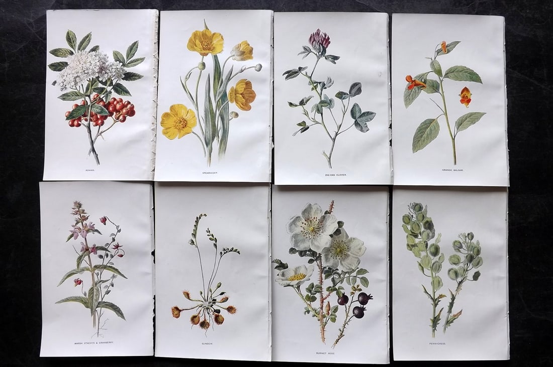 Hulme, Edward C1900 Lot of 8 Botanical Prints. Wild Flowers: Offset Lithographs Published C1900, London for "Familiar Wild Flowers" by F. Edward Hulme & Shirley Hibberd. Paper Size: 7.5 x 5 inch (19 x 13cm) Good Condition
