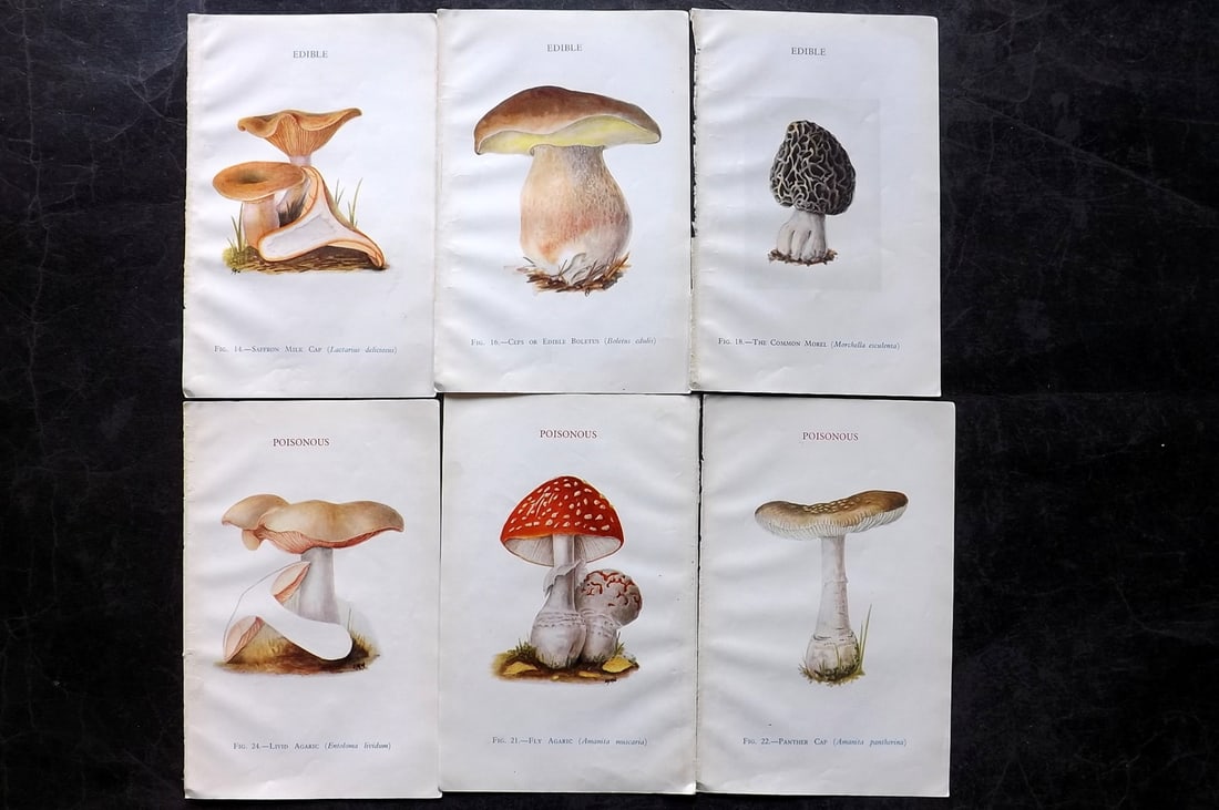 MAFF 1945 Lot of 6 Vintage Mushroom Fungi Prints: 6 Sheets containing 12 Images (Printed both sides) Vintage Offset Lithograph Published 1945, London for "Edible and Poisonous Fungi" by the Ministry of Agriculture & Fisheries (MAFF) Paper Size: 8 x 5