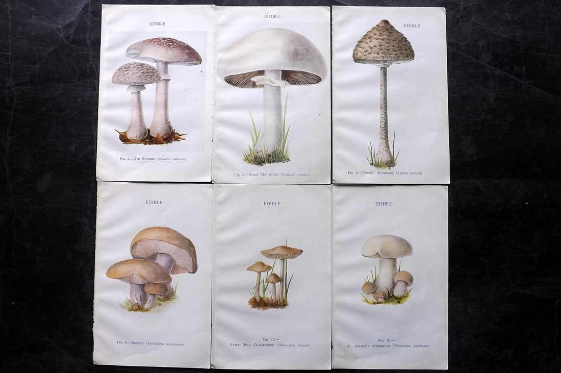MAFF 1945 Lot of 6 Vintage Mushroom Fungi Prints: 6 Sheets containing 11 Images (Printed both sides) Vintage Offset Lithograph Published 1945, London for "Edible and Poisonous Fungi" by the Ministry of Agriculture & Fisheries (MAFF) Paper Size: 8 x 5