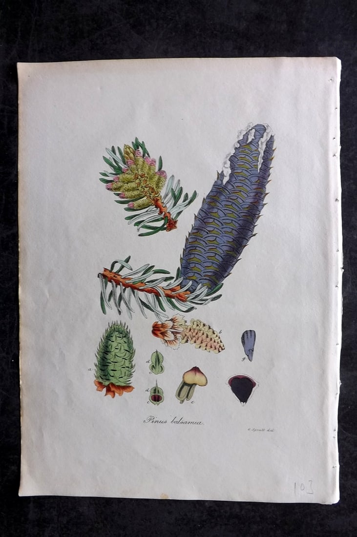 Woodville, William 1832 Hand Col Botanical Print. Pine Cone (1 of 1)