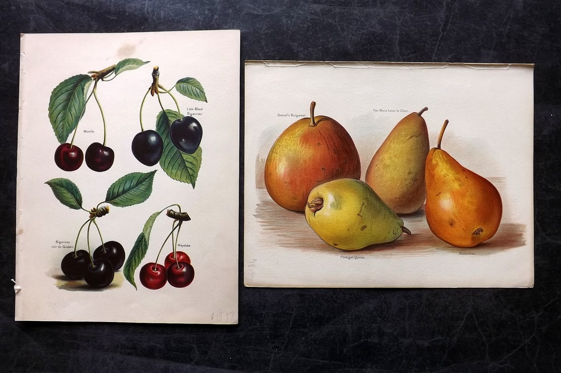 Wright, John 1894 Pair of Antique Fruit Prints: Chromolithographs Published 1892-4 by J.S. Virtue & Co, London for "The Fruit Growers Guide" First Edition by John Wright. Paper Size: 11 x 8 inch (28 x 21cm) One with minor margin tone mark. Good Con