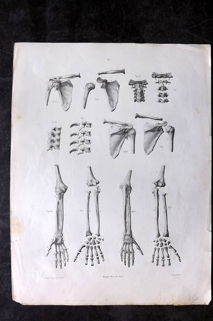Fau, Dr. Julian 1849 Folio Anatomy Print. Bones 07: Folio Lithograph Published 1849, London for "The Anatomy of the External Forms of Man" by Dr. Julian Fau. Lithographed by Leveille. Edited by Robert Knox. Paper Size: 14 x 10 inch (36 x 25cm) Minor ba