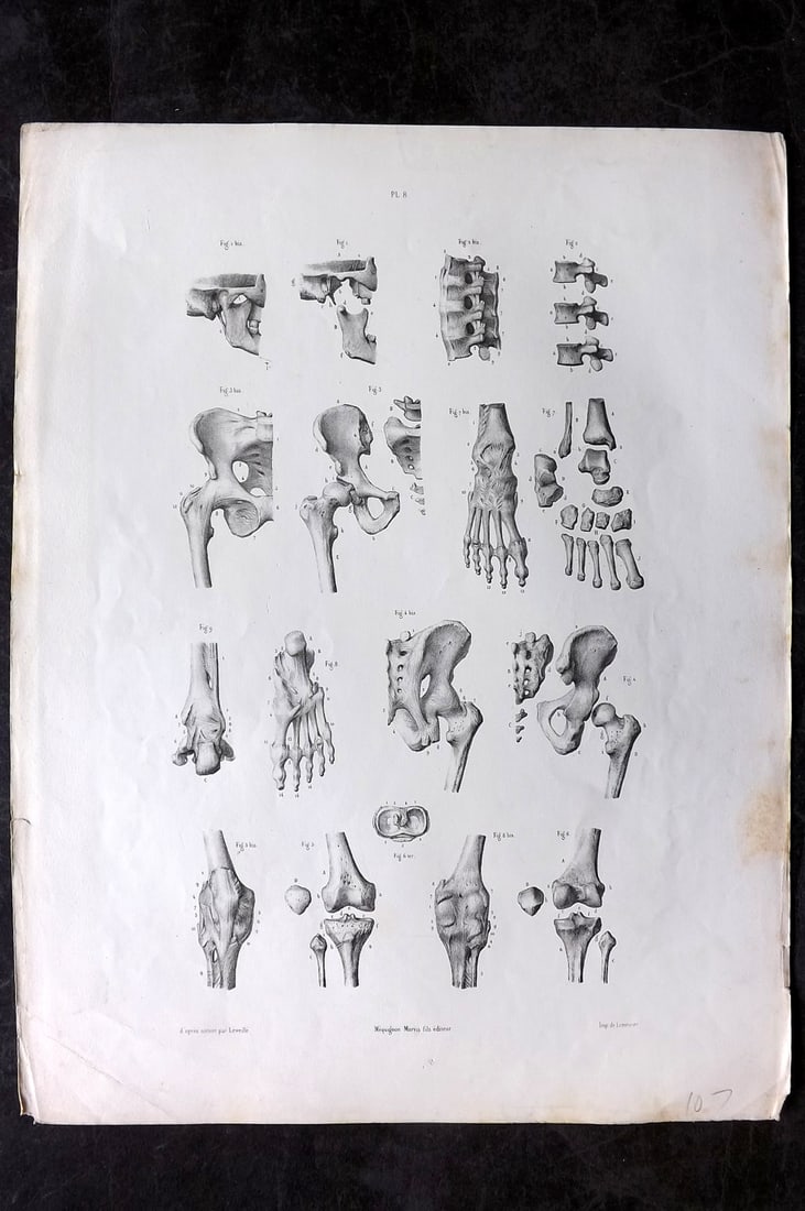 Fau, Dr. Julian 1849 Folio Anatomy Print. Bones 08: Folio Lithograph Published 1849, London for "The Anatomy of the External Forms of Man" by Dr. Julian Fau. Lithographed by Leveille. Edited by Robert Knox. Paper Size: 14 x 10 inch (36 x 25cm) Very min