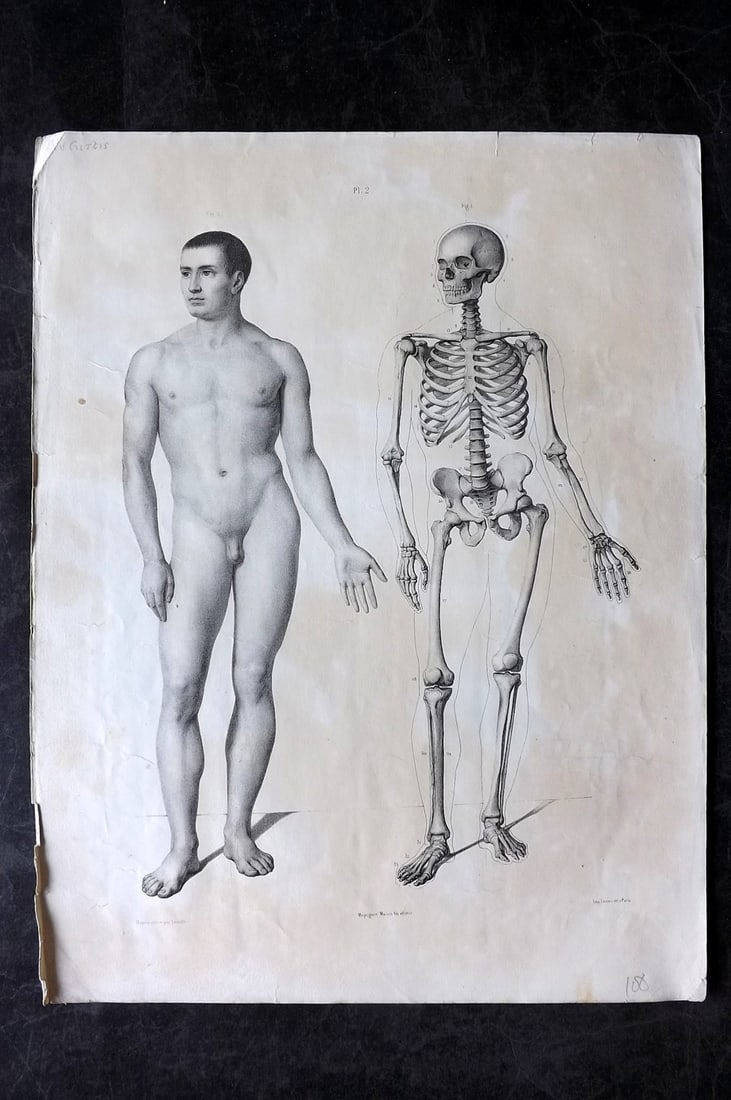Fau, Dr. Julian 1849 Folio Anatomy Print. Skeleton & Male Body 02 (1 of 2)