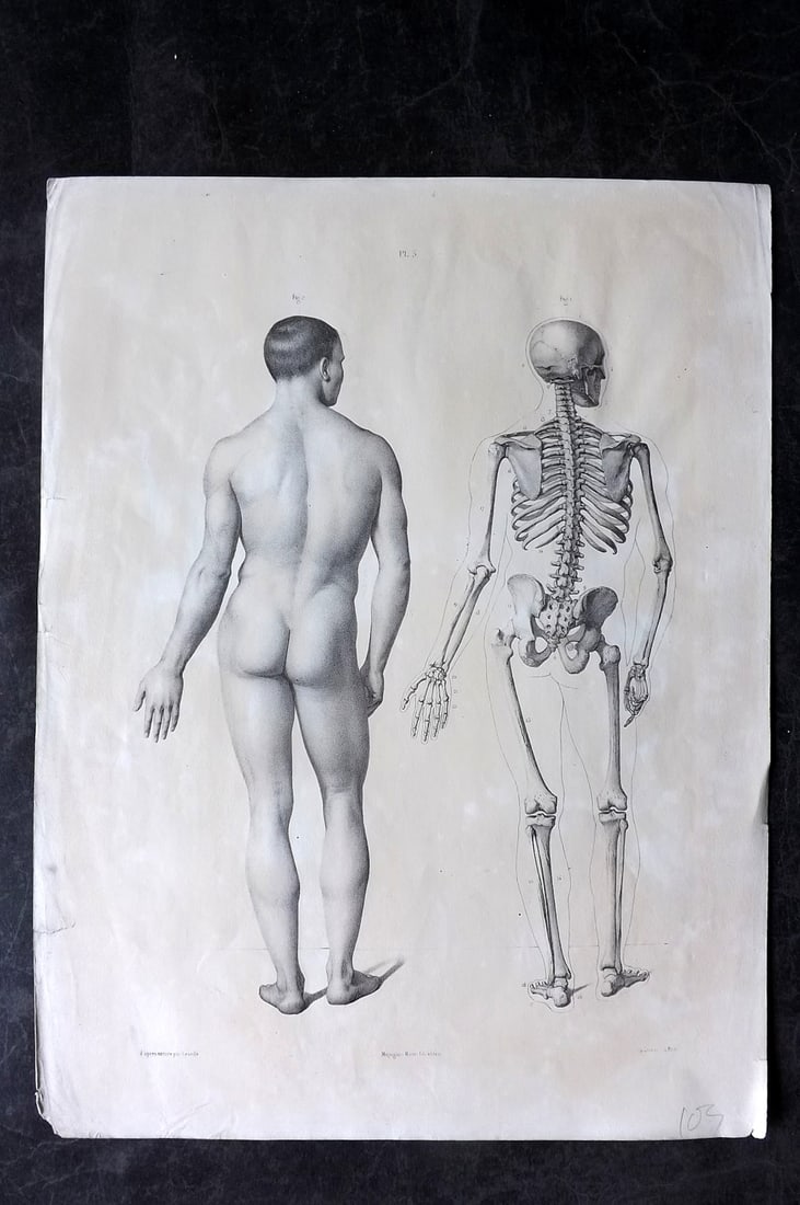 Fau, Dr. Julian 1849 Folio Anatomy Print. Skeleton & Male Body 03 (1 of 2)