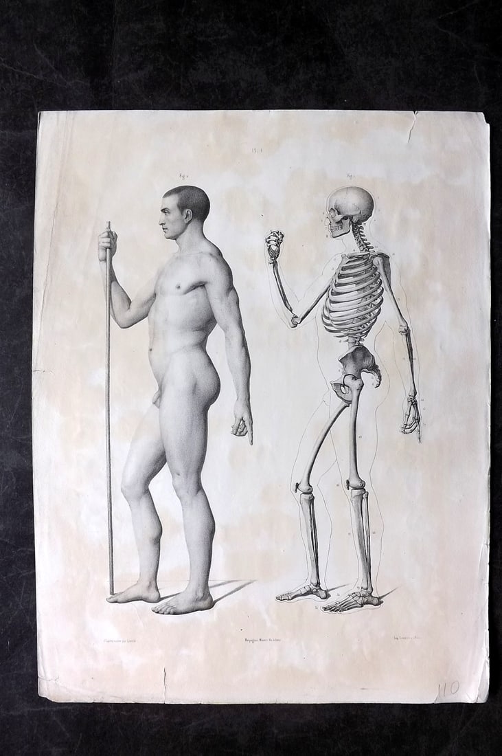 Fau, Dr. Julian 1849 Folio Anatomy Print. Skeleton & Male Body 04 (1 of 2)