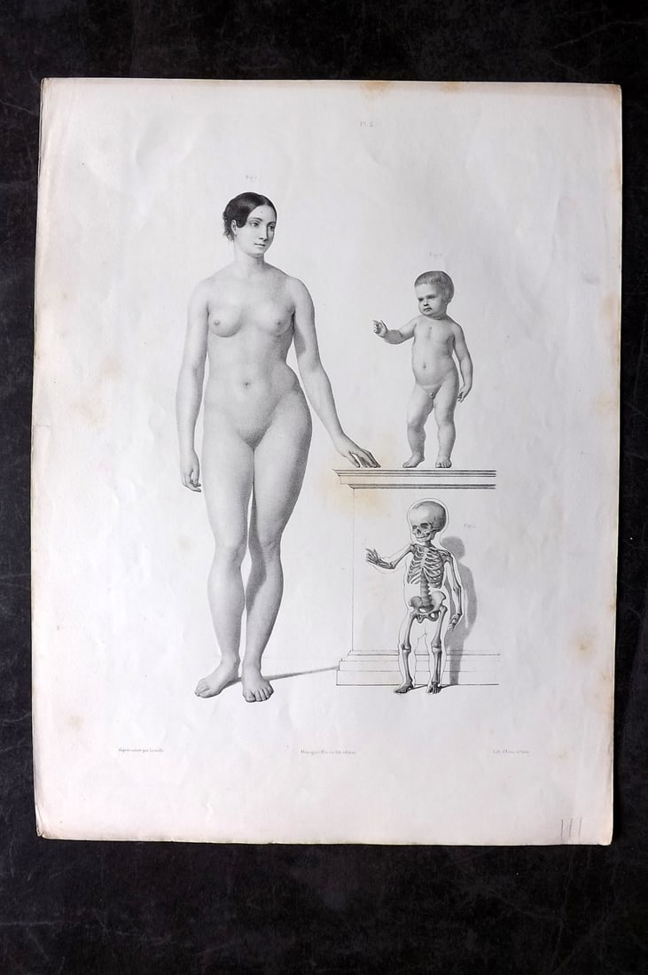 Fau, Dr. Julian 1849 Folio Anatomy Print. Skeleton, Child & Female 05 (1 of 2)
