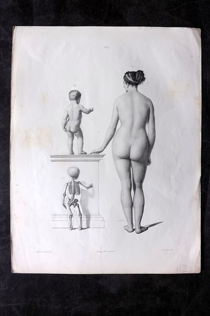 Fau, Dr. Julian 1849 Folio Anatomy Print. Skeleton, Child & Female 06 (1 of 2)