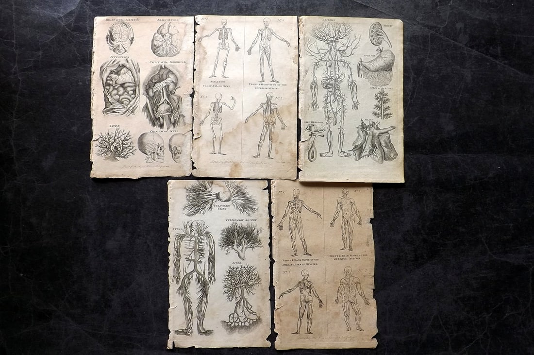 Hill & Culpeper 1802 Lot of 5 Antique Anatomy Prints (1 of 2)