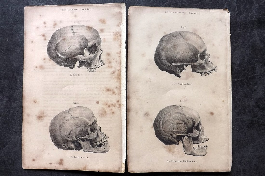 Prichard, James 1844 Pair of Ethnic Anatomy Prints. Australian Tasmania African Skulls (1 of 2)