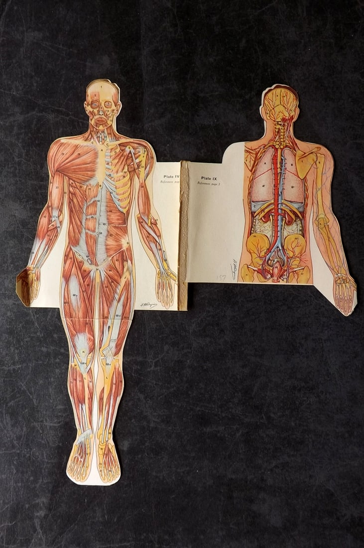 Virtue (Pub) C1940 Pop Up Anatomy Print - Muscles, Organs: Lithograph Published C1940, by Virtue, London for "Virtue's Household Physician" Overall Size at widest points: 14.5 x 11.5 inch (37 x 29cm) Approx. Good Condition