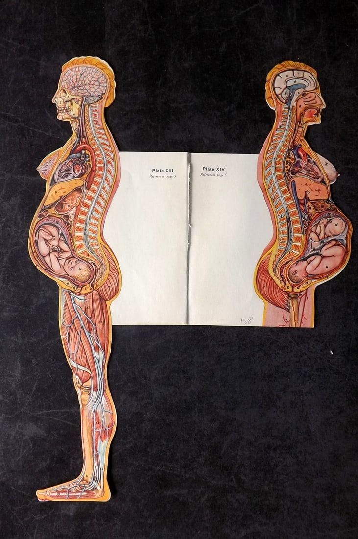 Virtue (Pub) C1940 Pop Up Anatomy Print - Pregnancy (1 of 2)
