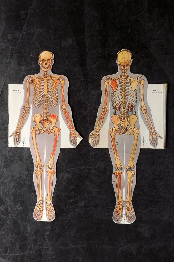Virtue (Pub) C1940 Pop Up Anatomy Print - Skeleton (1 of 2)