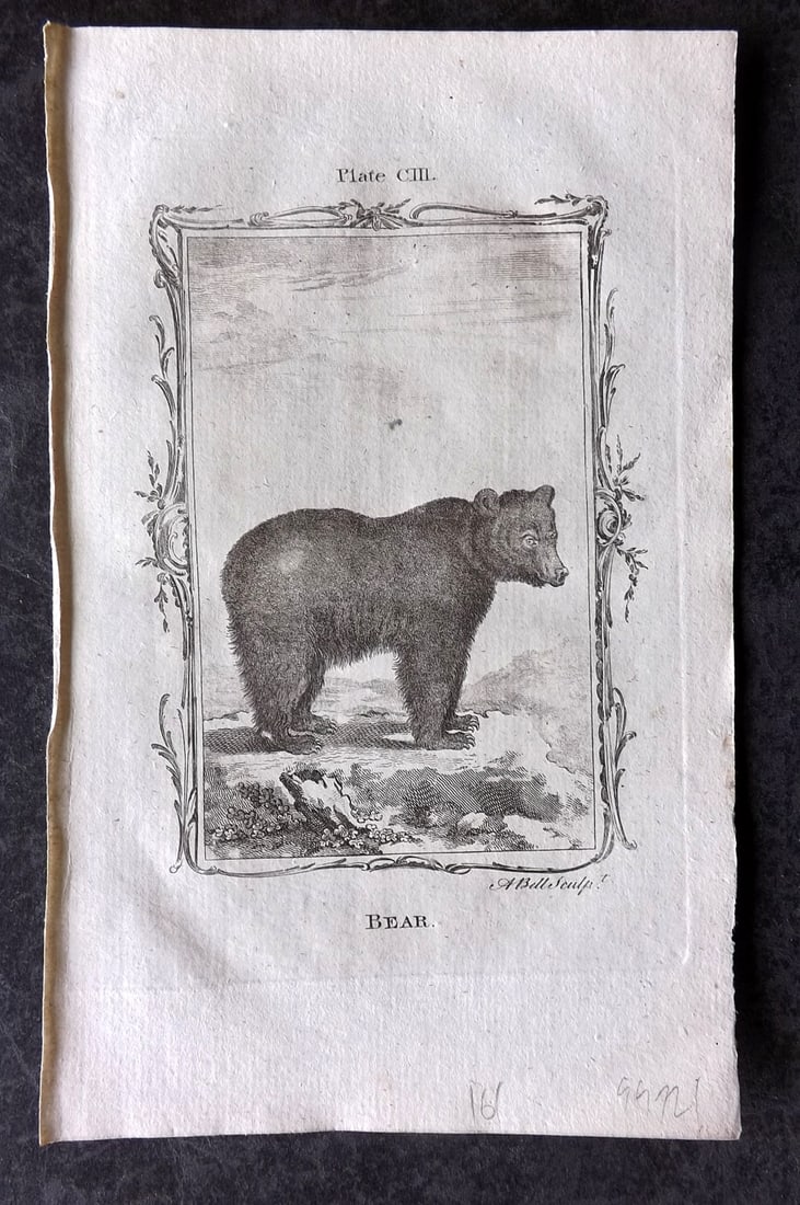 Buffon, Comte de 1785 Antique Print. Bear (1 of 1)