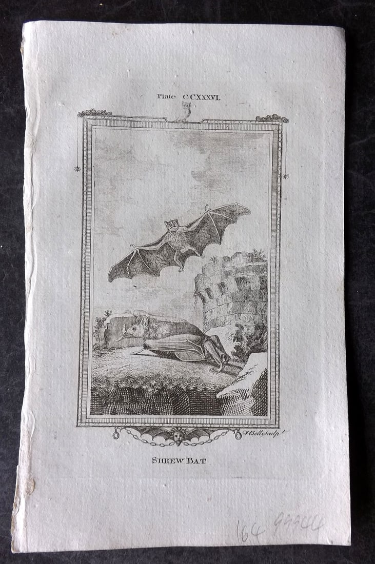 Buffon, Comte de 1785 Antique Print. Shrew Bat (1 of 1)