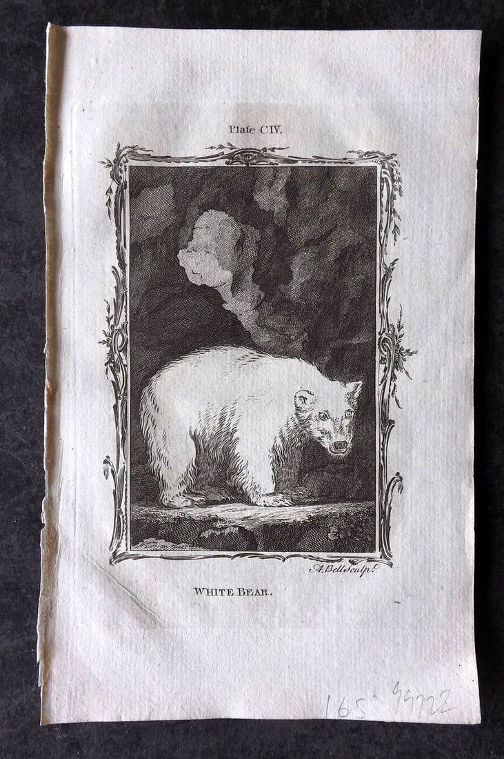 Buffon, Comte de 1785 Antique Print. White Bear Polar Bear (1 of 1)