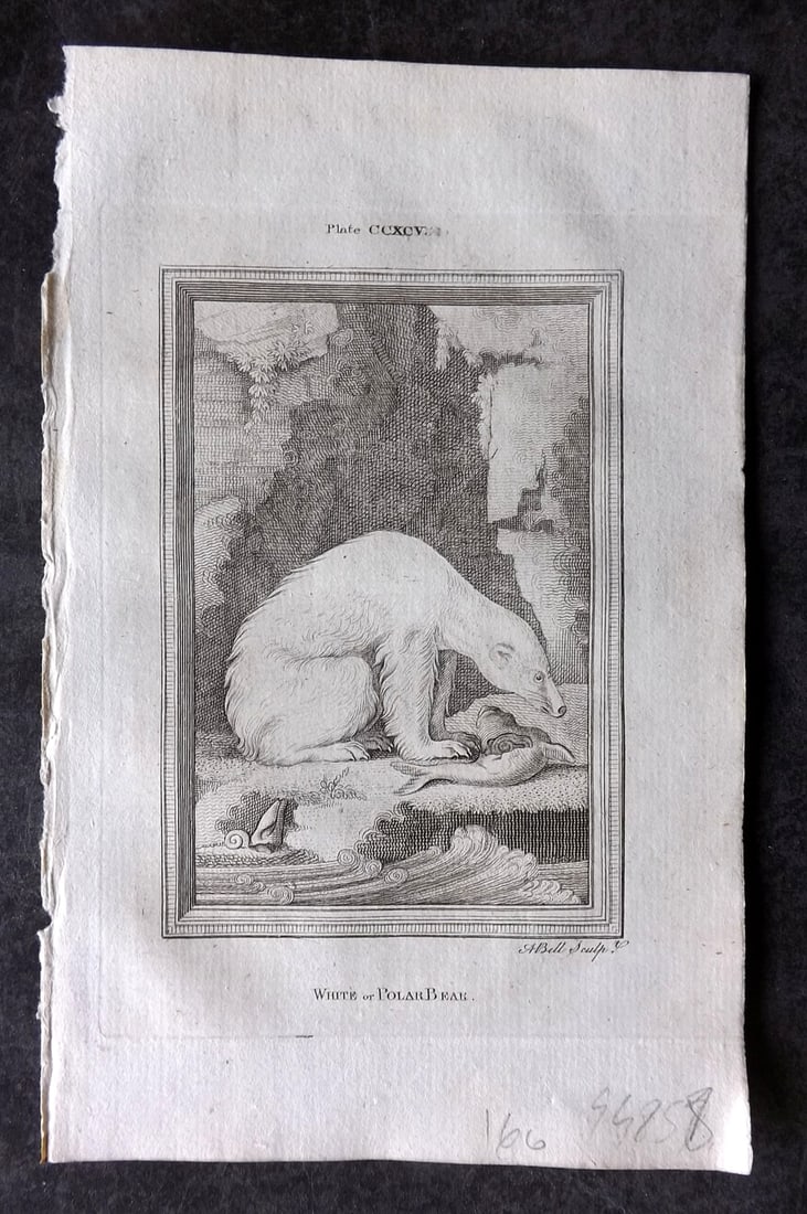 Buffon, Comte de 1785 Antique Print. White or Polar Bear (1 of 1)