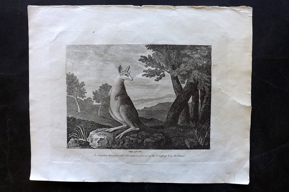 Cooke, George 1801 Print. Kangaroo. Australia New Holland: Copper Plate Published 1801-07 by Macdonald & Son, London for "Modern and Authentic System of Universal Geography" By George A. Cooke. Paper Size: 10 x 8 inch (26 x 21cm) Large right margin tear, not 